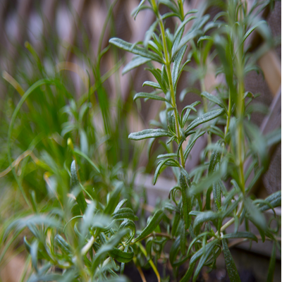 Beneficios Do Alecrim Para Nossa Saude