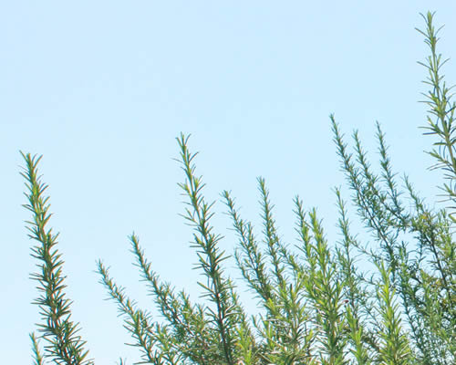 Beneficios Do Mel Para Nossa Saude